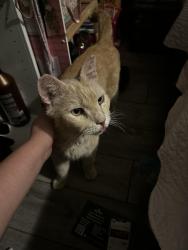 Reunited Male Cat last seen Searles, Las Vegas, NV 89101