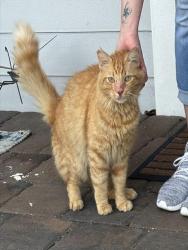Shelter Stray Male Cat last seen Near BLOCK SE 19ST, 3599 NW 79th Ave, Doral, FL 33122, USA