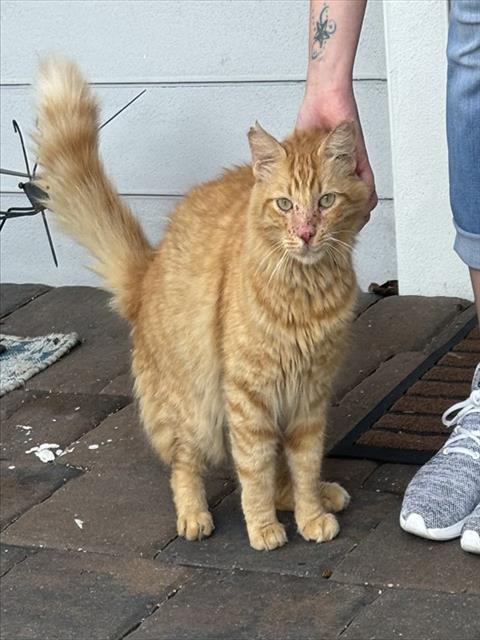 Shelter Stray Male Cat last seen Near BLOCK SE 19ST, 3599 NW 79th Ave, Doral, FL 33122, USA