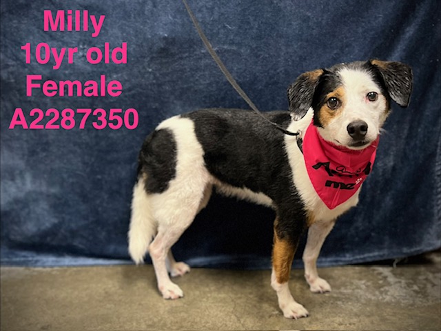 Shelter Stray Female Dog last seen , West Valley Animal Shelter, 20655 Plummer St, Chatsworth, CA 91311, USA