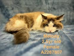 Shelter Stray Female Cat last seen , West Valley Animal Shelter, 20655 Plummer St, Chatsworth, CA 91311, USA