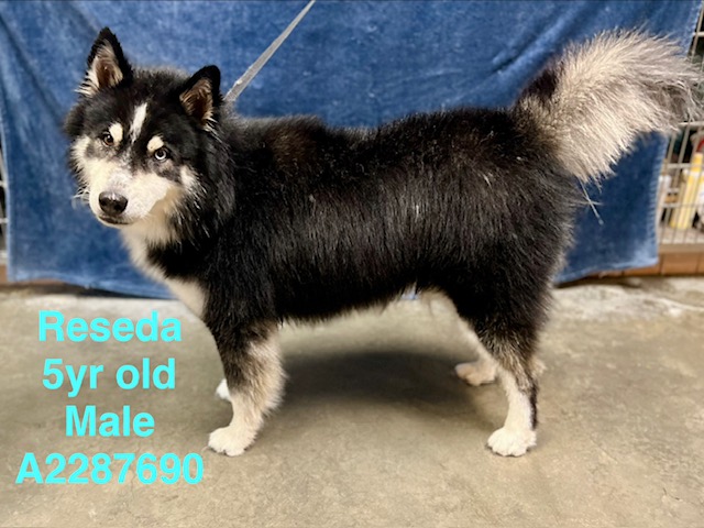 Shelter Stray Male Dog last seen , West Valley Animal Shelter, 20655 Plummer St, Chatsworth, CA 91311, USA
