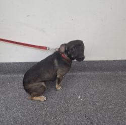 Shelter Stray Female Dog last seen , 3201 Lacy St, Los Angeles, CA 90031, USA