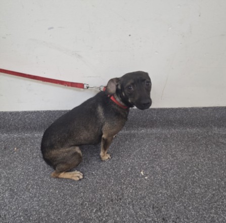 Shelter Stray Female Dog last seen , 3201 Lacy St, Los Angeles, CA 90031, USA