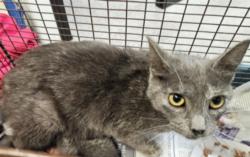 Shelter Stray Female Cat last seen , 3201 Lacy St, Los Angeles, CA 90031, USA