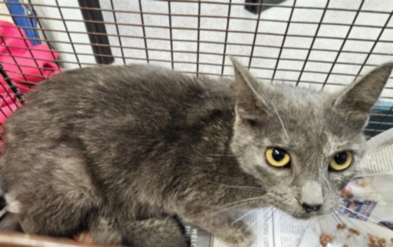 Shelter Stray Female Cat last seen , 3201 Lacy St, Los Angeles, CA 90031, USA