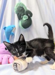 Shelter Stray Male Cat last seen , 3201 Lacy St, Los Angeles, CA 90031, USA