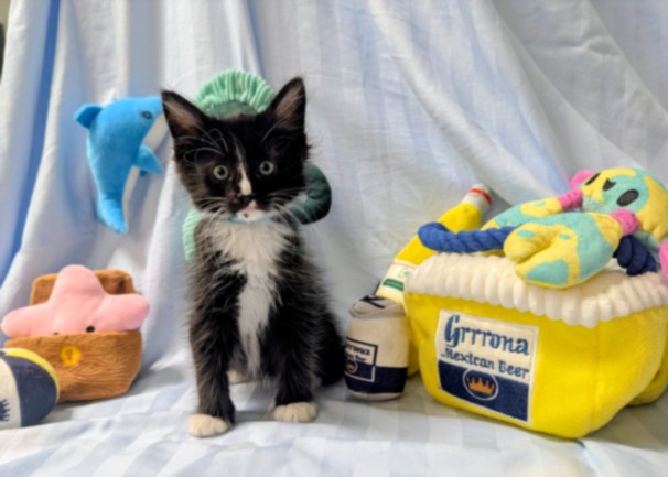 Shelter Stray Male Cat last seen , 3201 Lacy St, Los Angeles, CA 90031, USA
