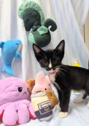 Shelter Stray Female Cat last seen , 3201 Lacy St, Los Angeles, CA 90031, USA