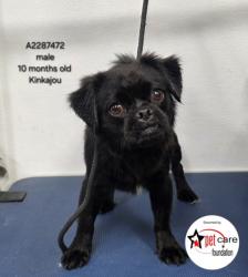 Shelter Stray Male Dog last seen , 3201 Lacy St, Los Angeles, CA 90031, USA