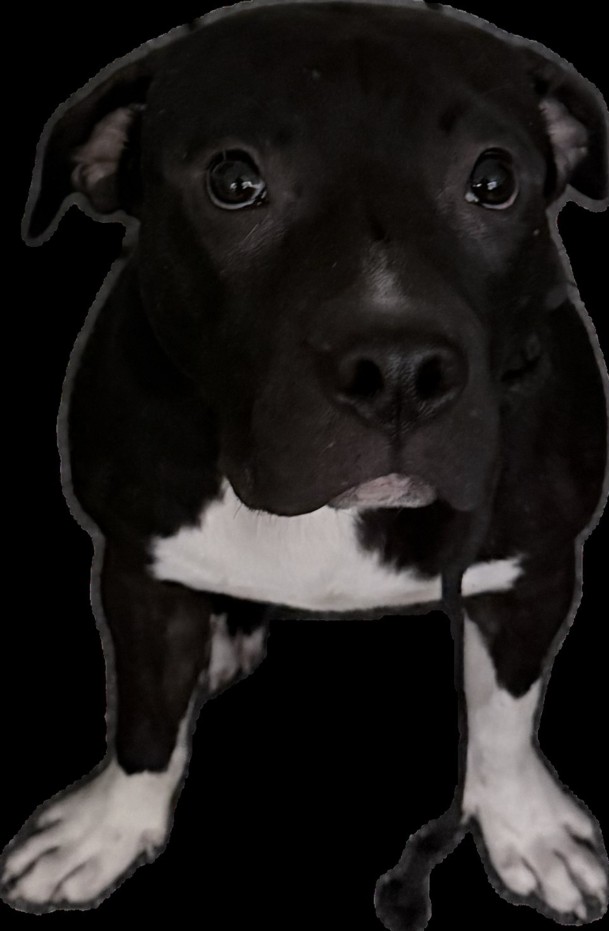 Shelter Stray Male Dog last seen , 3201 Lacy St, Los Angeles, CA 90031, USA