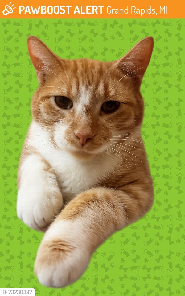 Found/Stray Male Cat last seen Alpine Ave NW & Myrtle, Grand Rapids, MI 49504