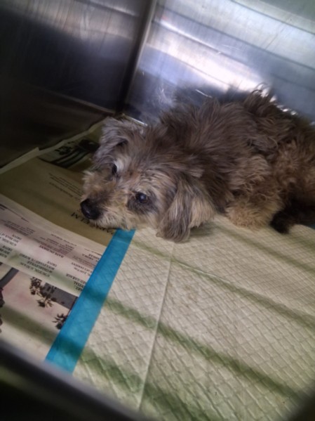 Shelter Stray Male Dog last seen , 1850 W 60th St, Los Angeles, CA 90047, USA