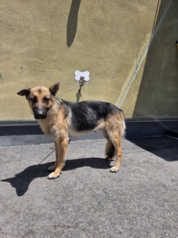 Shelter Stray Male Dog last seen , 1850 W 60th St, Los Angeles, CA 90047, USA
