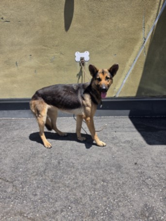 Shelter Stray Female Dog last seen , 1850 W 60th St, Los Angeles, CA 90047, USA