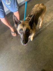 Shelter Stray Female Dog last seen , 1850 W 60th St, Los Angeles, CA 90047, USA