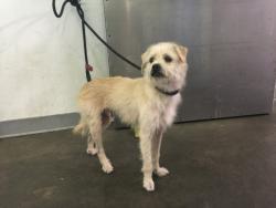 Shelter Stray Male Dog last seen , 1850 W 60th St, Los Angeles, CA 90047, USA