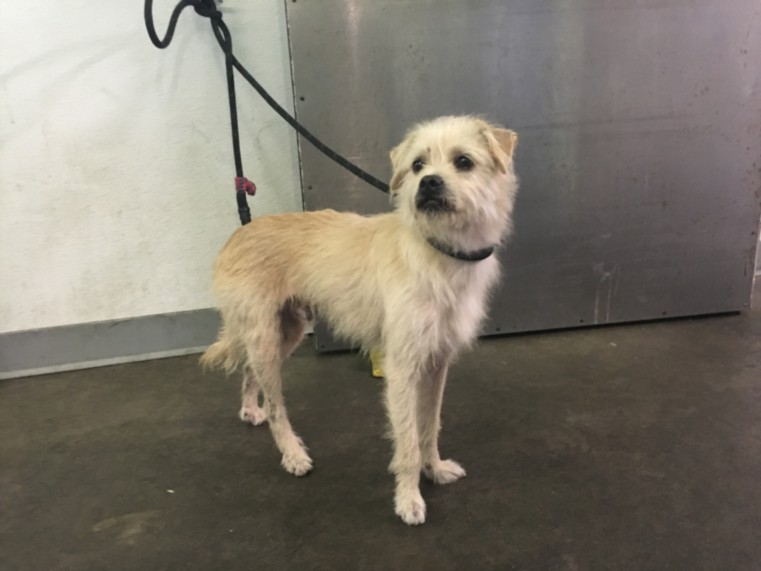 Shelter Stray Male Dog last seen , 1850 W 60th St, Los Angeles, CA 90047, USA