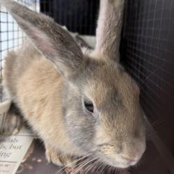 Shelter Stray Female Other last seen , 1850 W 60th St, Los Angeles, CA 90047, USA