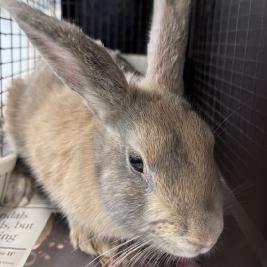 Shelter Stray Female Other last seen , 1850 W 60th St, Los Angeles, CA 90047, USA