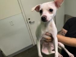 Shelter Stray Male Dog last seen , 1850 W 60th St, Los Angeles, CA 90047, USA