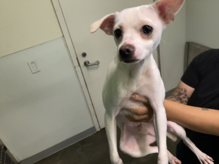 Shelter Stray Male Dog last seen , 1850 W 60th St, Los Angeles, CA 90047, USA