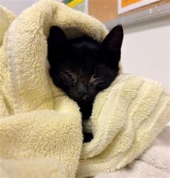Shelter Stray Male Cat last seen , 600 Aviation Dr, Camarillo, CA 93010, USA
