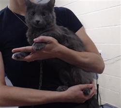 Shelter Stray Female Cat last seen Near BLOCK W BAYAUD AVE, DENVER CO 80223, 1241 W Bayaud Ave, Denver, CO 80223, USA