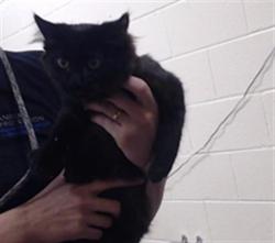 Shelter Stray Male Cat last seen Near BLOCK W BAYAUD AVE, DENVER CO 80223, 1241 W Bayaud Ave, Denver, CO 80223, USA