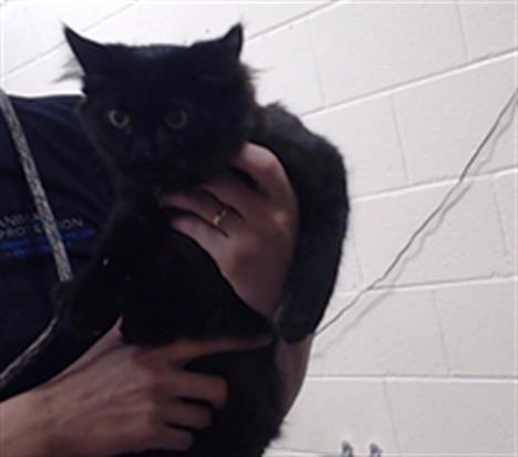 Shelter Stray Male Cat last seen Near BLOCK W BAYAUD AVE, DENVER CO 80223, 1241 W Bayaud Ave, Denver, CO 80223, USA