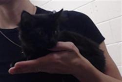Shelter Stray Female Cat last seen Near BLOCK W BAYAUD AVE, DENVER CO 80223, 1241 W Bayaud Ave, Denver, CO 80223, USA