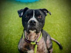 Shelter Stray Male Dog last seen , 2769 Conroy Rd, Orlando, FL 32839, USA