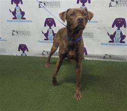 Shelter Stray Male Dog last seen , 2769 Conroy Rd, Orlando, FL 32839, USA