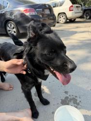 Found/Stray Male Other last seen West Jordan, West Jordan, UT 84084
