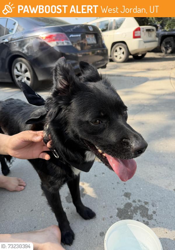 Found/Stray Male Other last seen West Jordan, West Jordan, UT 84084