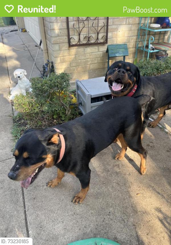 Reunited Male Dog last seen New York and Over brook, Arlington, TX 76014