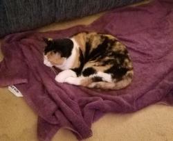 Lost Female Cat last seen In Laurel Ridge which is between Carolina Beach Road an Myrtle Grove Road, Wilmington, NC 28409