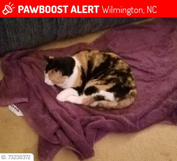 Lost Female Cat last seen In Laurel Ridge which is between Carolina Beach Road an Myrtle Grove Road, Wilmington, NC 28409