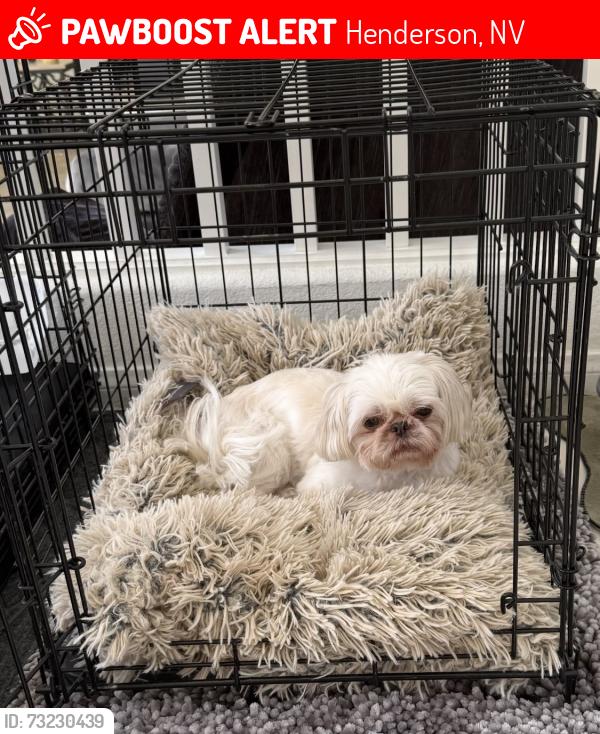 Lost Male Dog last seen Carnegie st going towards green valley (between horizon ridgeway and green valley), Henderson, NV 89052