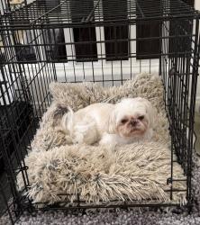 Lost Male Dog last seen Carnegie st going towards green valley (between horizon ridgeway and green valley), Henderson, NV 89052