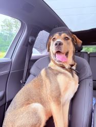Reunited Female Dog last seen Tanner/Spring street off Harbins and 29, Dacula, GA 30019