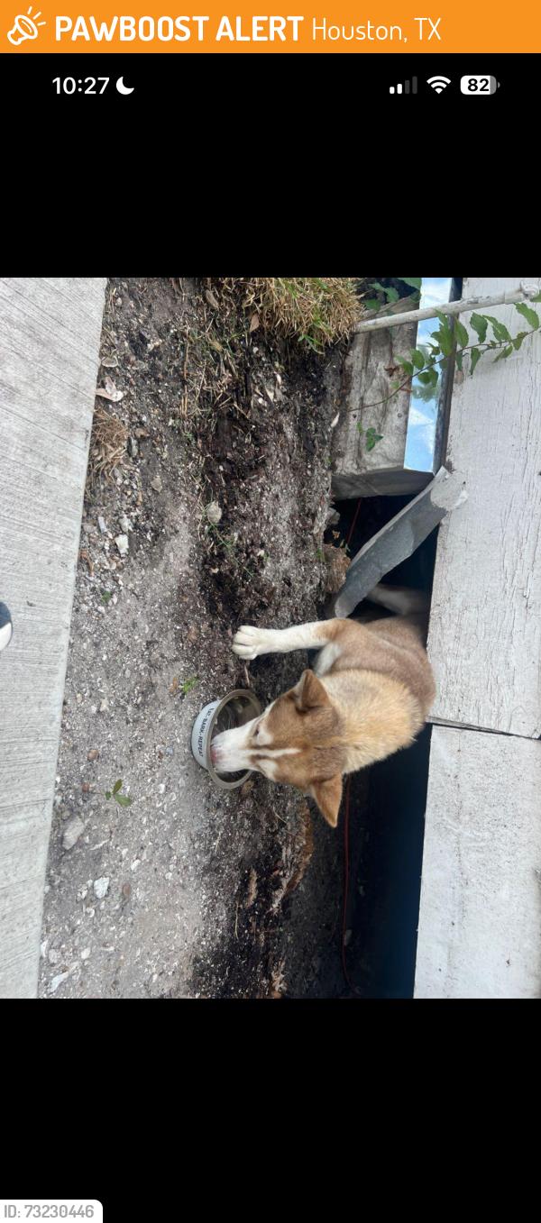 Found/Stray Unknown Dog last seen The church, Houston, TX 77008