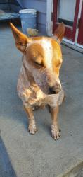 Reunited Male Dog last seen Linwood and Magnolia, Riverside, CA 92506