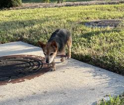 Reunited Male Dog last seen Wolf Ridge & Vintage Preserve Parkway, Houston, TX 77070