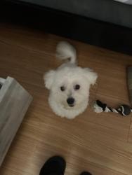 Lost Male Dog last seen Waldon road Charlotte North Carolina., Charlotte, NC 28214