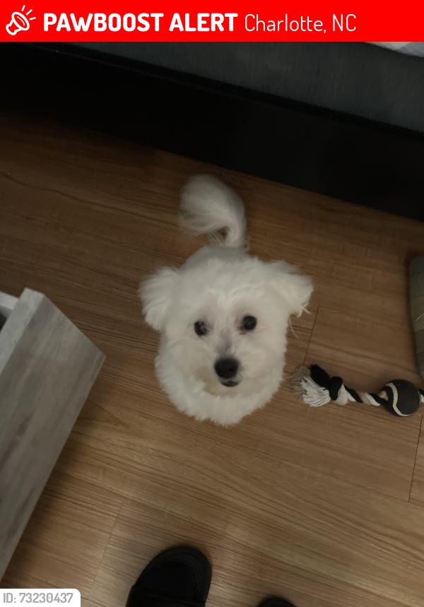 Lost Male Dog last seen Waldon road Charlotte North Carolina., Charlotte, NC 28214