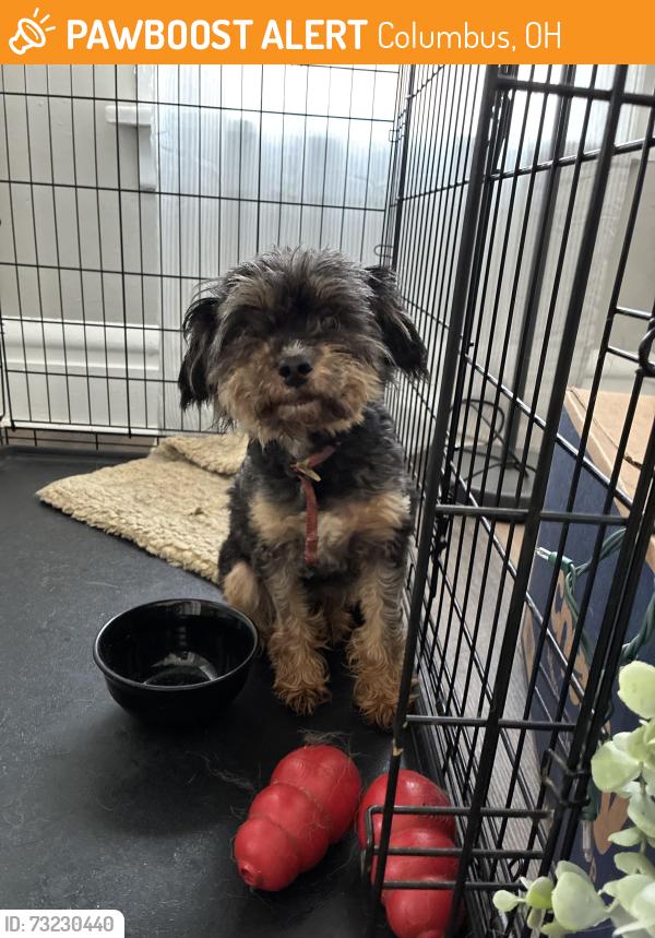 Found/Stray Female Dog last seen S Ohio Ave, Columbus, OH 43205