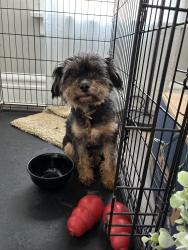 Found/Stray Female Dog last seen S Ohio Ave, Columbus, OH 43205