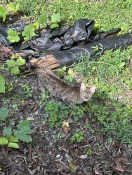 Found/Stray Unknown Cat last seen Houston St and Courtland Ave, Asheville, NC 28801