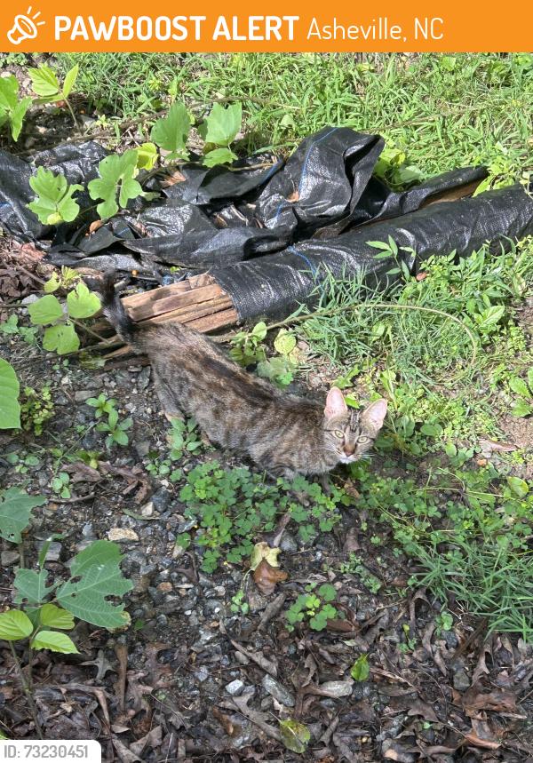 Found/Stray Unknown Cat last seen Houston St and Courtland Ave, Asheville, NC 28801